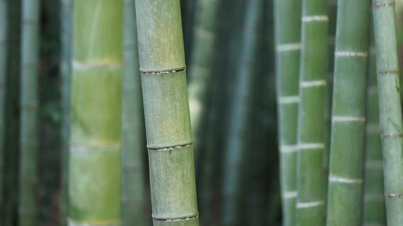 「营养密码」:解锁三餐搭配的黄金法则,吃出健康好体质