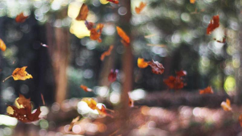 情绪管理秘籍:5个科学方法让心灵重获平静与力量