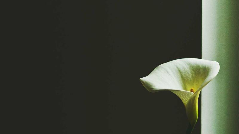 中医养生新视角:四季调和,唤醒身体自愈力