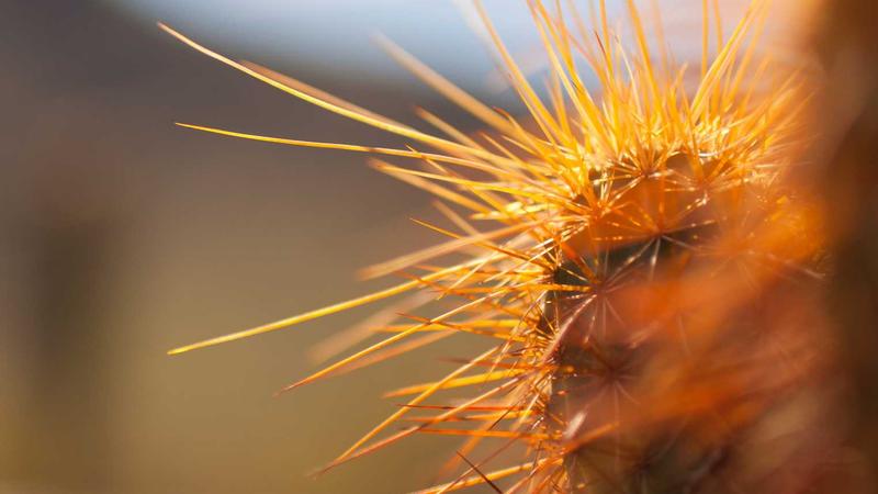 中医养生秘籍:顺应天时调阴阳,解锁健康长寿密码